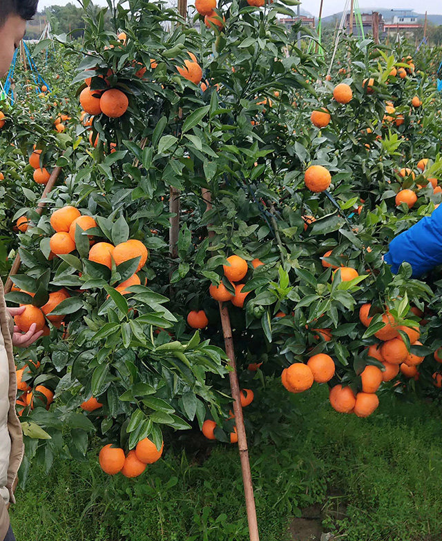 紅富施種植戶反饋