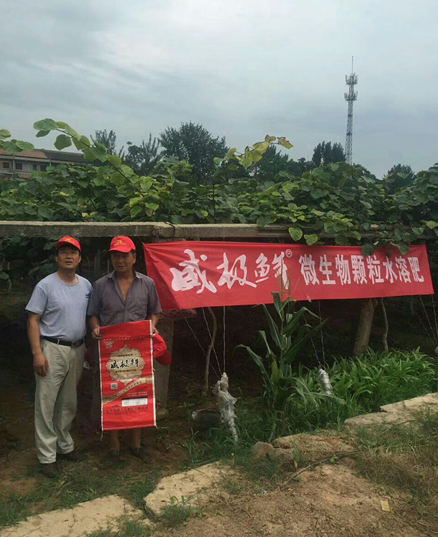 威極鮮一號(hào)種植戶反饋