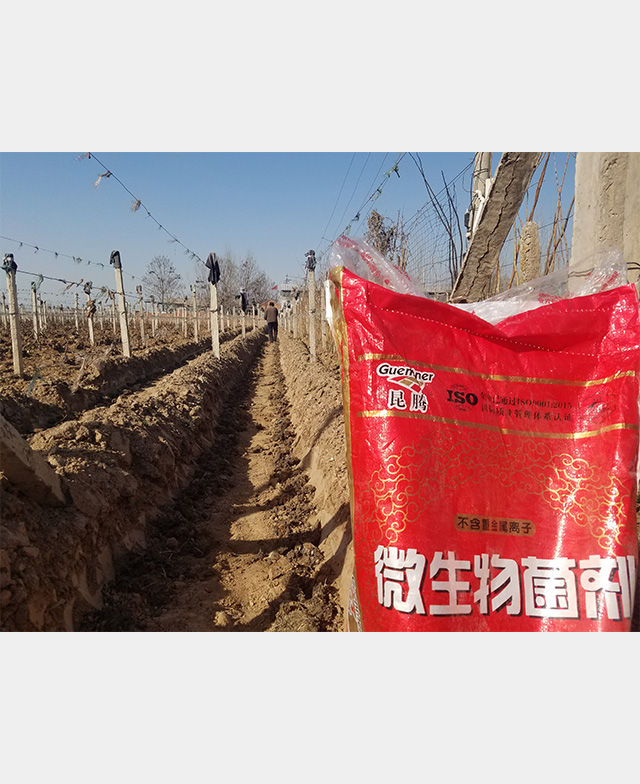 微生物菌劑種植反饋