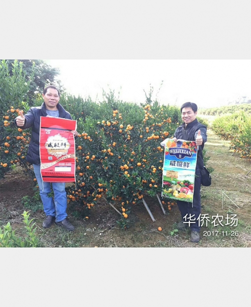 威極鮮一號種植戶反饋