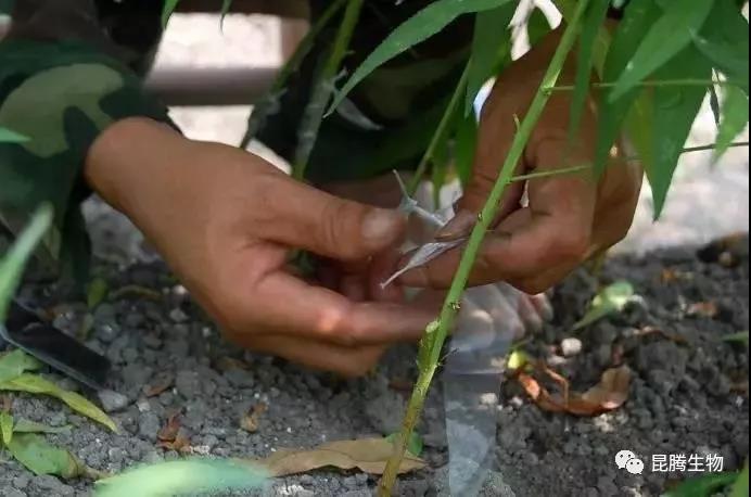 菌肥 生物菌肥 微生物菌肥