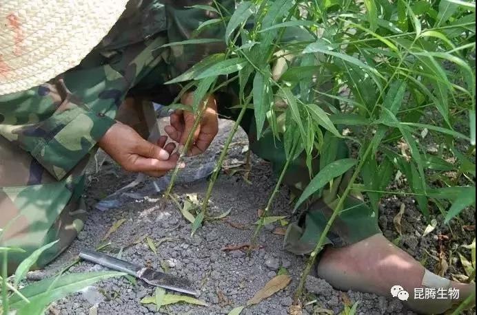 菌肥 生物菌肥 微生物菌肥