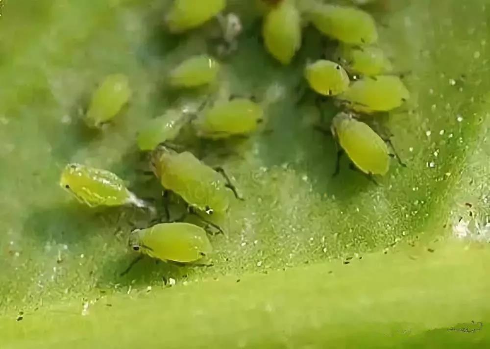 菌肥 生物菌肥 微生物菌肥