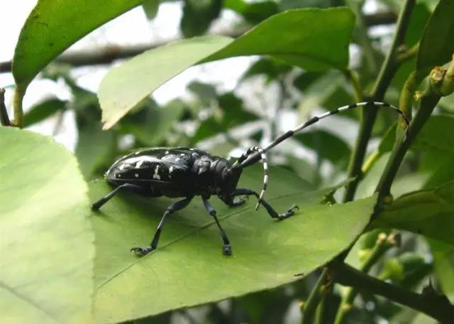 菌肥 生物菌肥 微生物菌肥