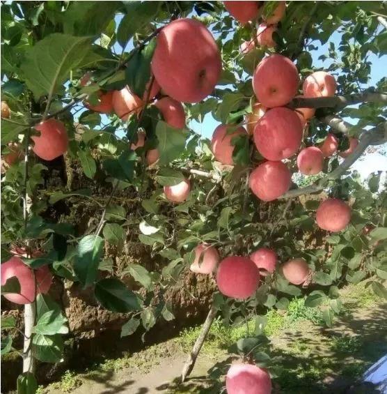 水溶肥 沖施肥 大中微量元素水溶肥