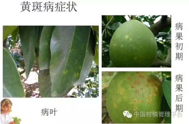 菌肥 生物菌肥 微生物菌肥