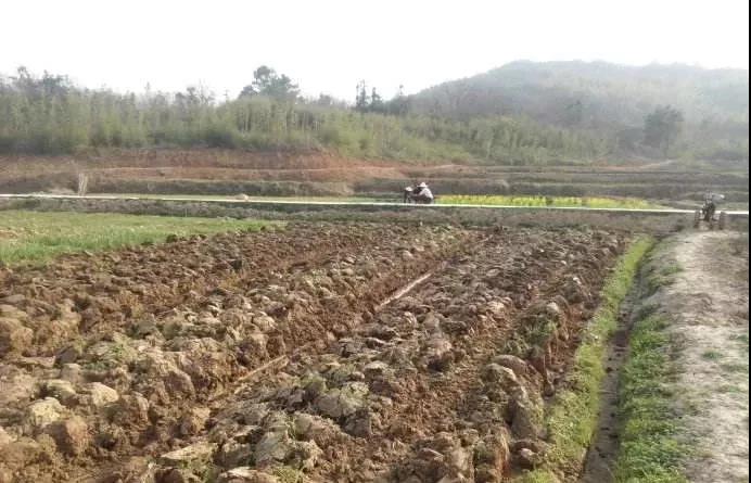 菌肥 生物菌肥 微生物菌肥