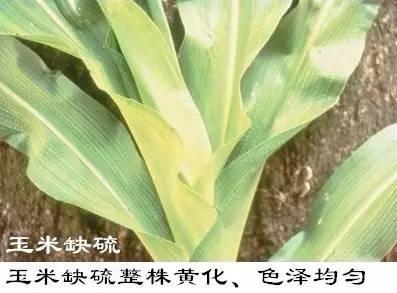 水溶肥 硅鈣鎂鉀沖施肥 大中微量元素水溶肥