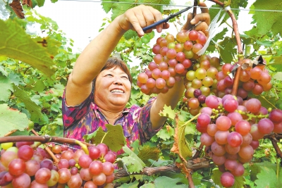 水溶肥 鰲合中微量元素水溶肥 大量元素水溶肥