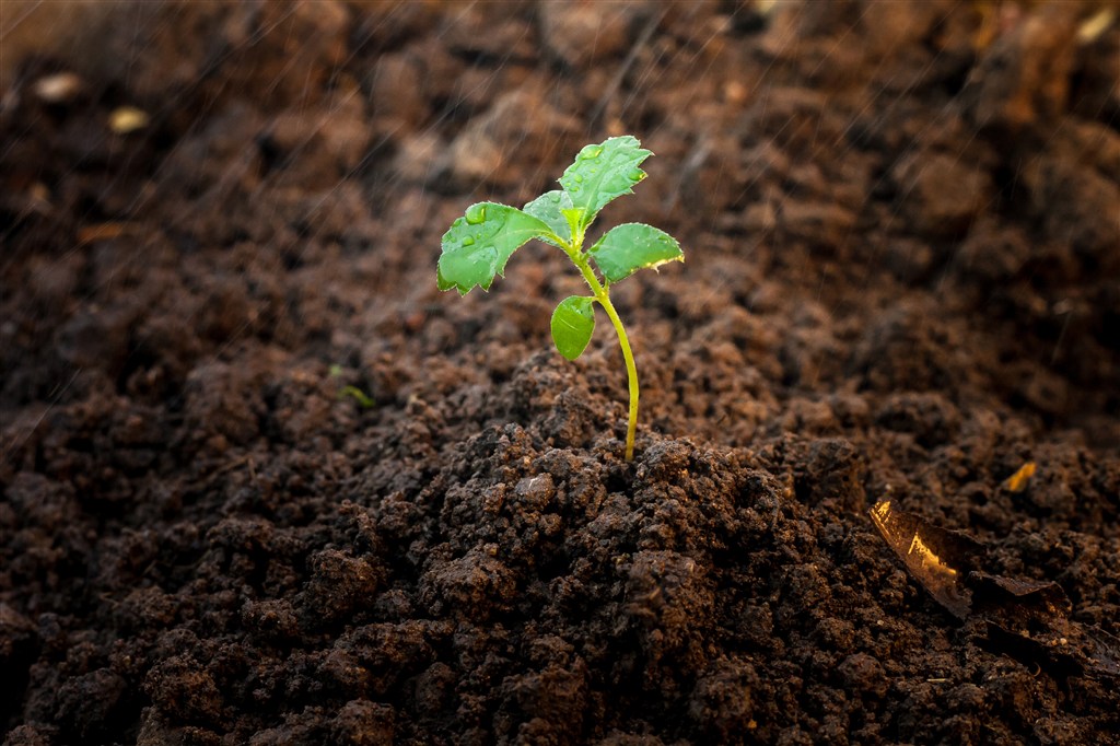 昆騰菌寶微生物菌肥 防治線蟲微生物菌劑 改良土壤菌肥 生物有機(jī)肥 廠家直銷