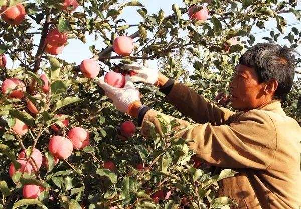 菌肥 微生物菌肥 微生物菌劑