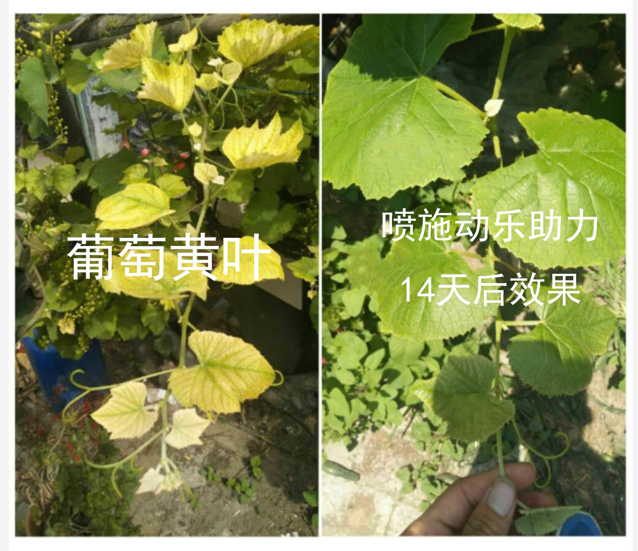 膨果專色水溶肥螯合鈦進(jìn)口大量元素水溶肥果樹專用葉面肥動(dòng)樂(lè)助力中微量元素沖施肥廠家直銷