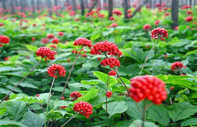 菌肥 微生物菌肥 微生物菌劑