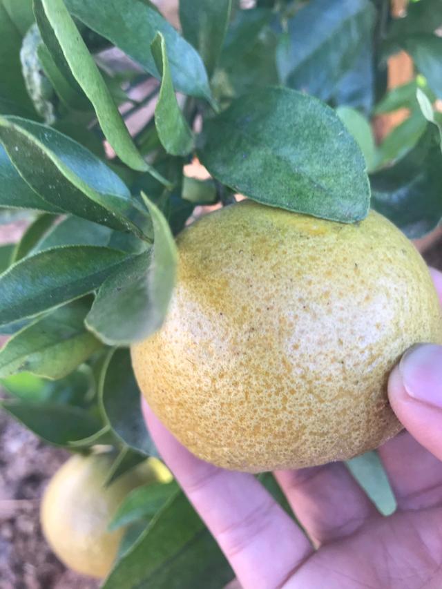 菌肥 微生物菌肥 微生物菌劑