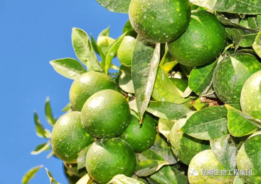 硅鈣鉀鎂肥 菌肥 微生物菌肥 微生物菌劑