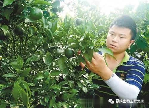 硅鈣鉀鎂肥 菌肥 微生物菌肥 微生物菌劑