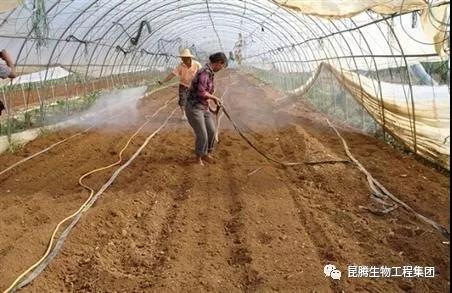 菌肥 生物菌肥 微生物菌肥