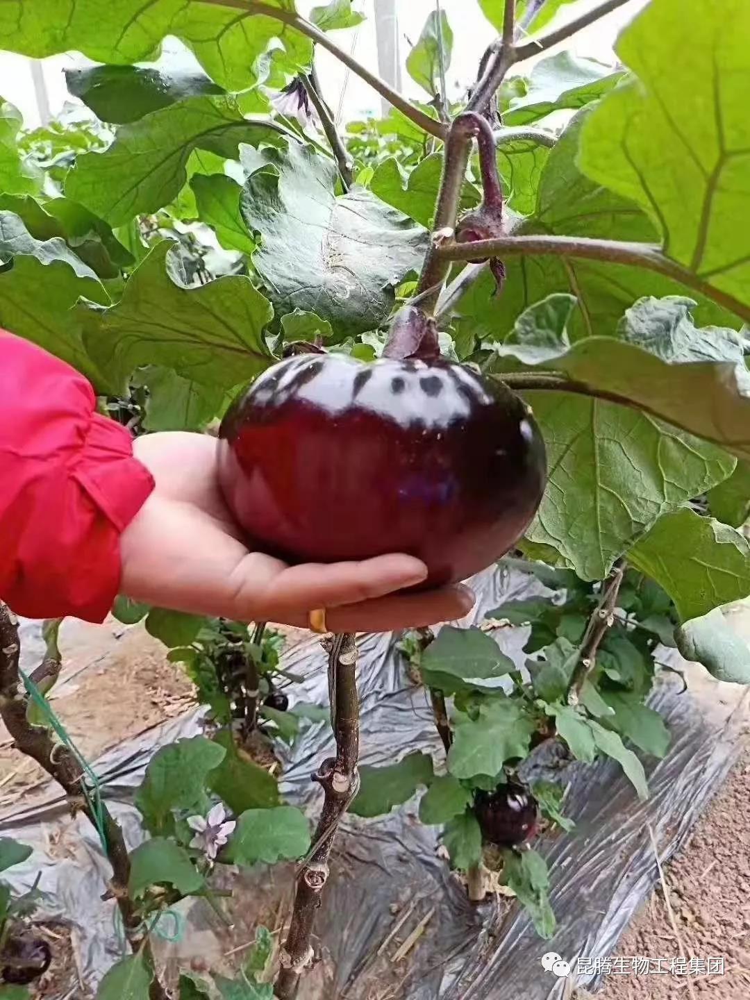 復合微生物菌劑水溶肥廠家直銷