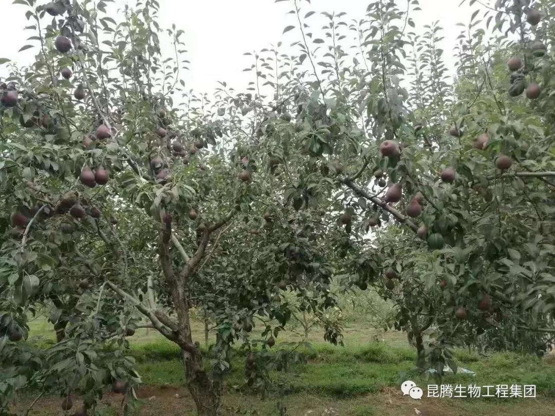 復合微生物菌劑水溶肥廠家直銷