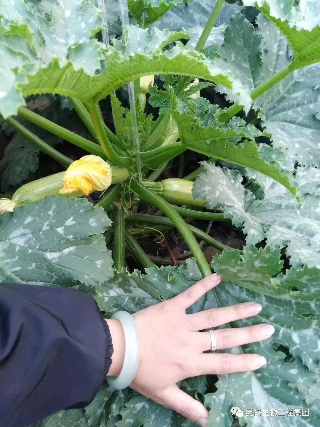 微生物菌劑廠家直銷