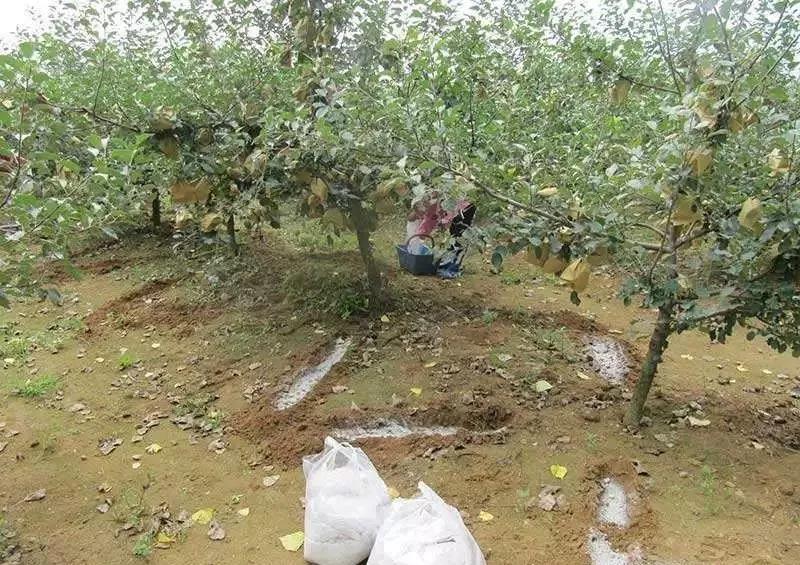 復(fù)合微生物菌肥廠家直銷