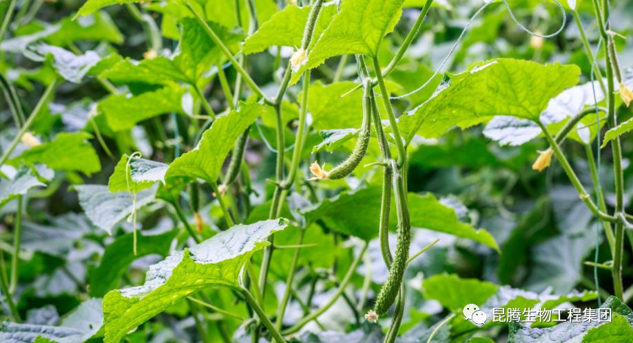 復(fù)合微生物菌劑廠家直銷