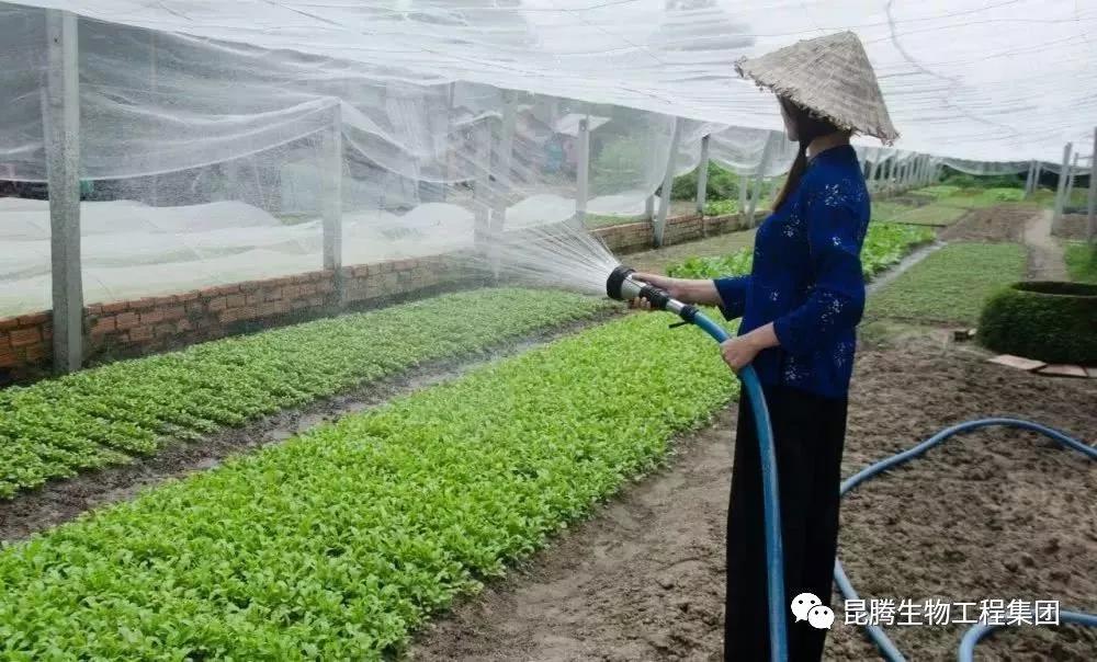 復合微生物有機菌肥廠家直銷