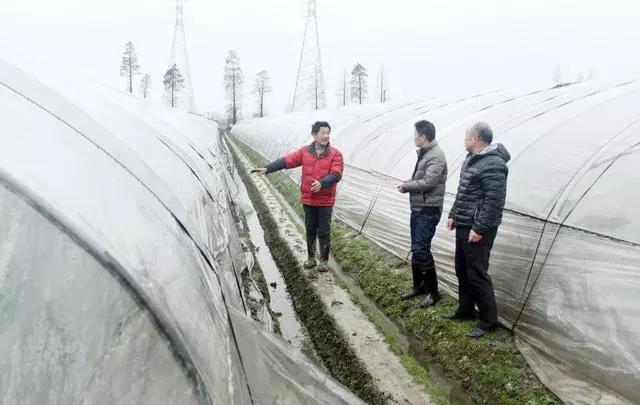 復(fù)合微生物菌肥廠家直銷