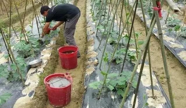 復(fù)合微生物菌劑復(fù)合微生物菌肥復(fù)合微生物有機(jī)菌肥廠家直銷