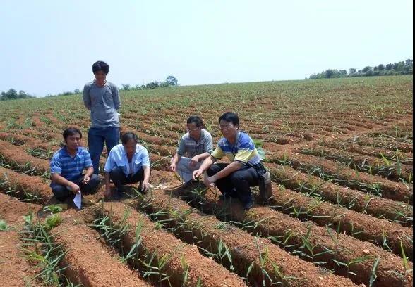 復(fù)合微生物菌劑廠家直銷