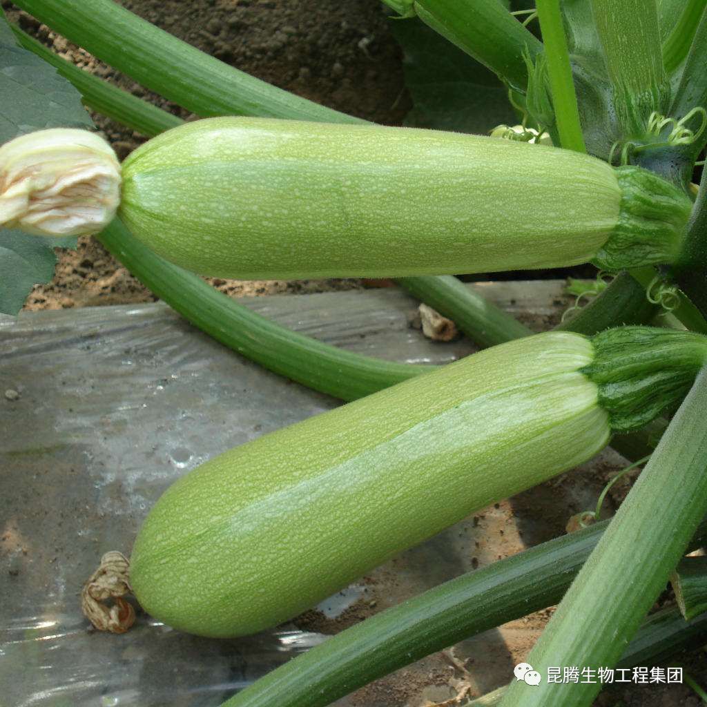 復合微生物菌肥廠家直銷