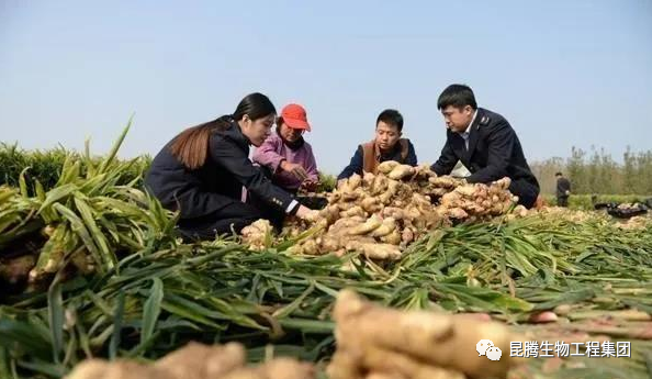 復(fù)合微生物菌肥廠家直銷(xiāo)