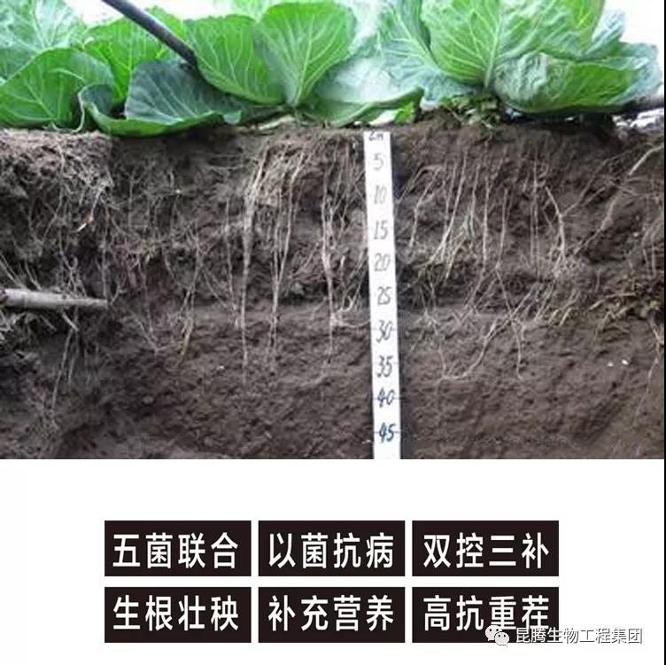 復(fù)合微生物菌肥廠家直銷