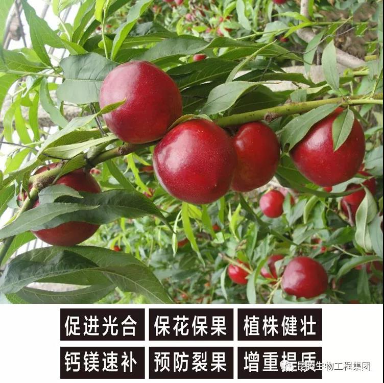 復(fù)合微生物菌肥廠家直銷