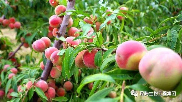 復(fù)合微生物有機(jī)菌肥廠家直銷