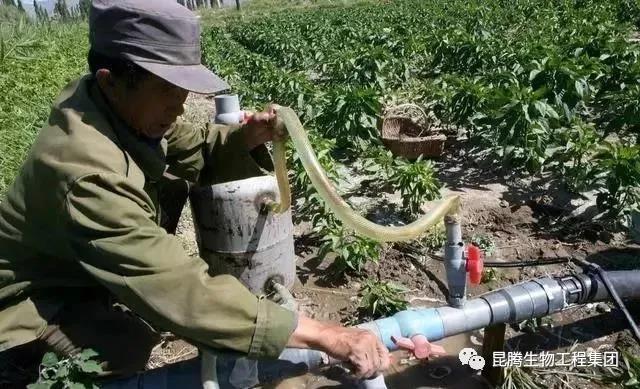 復(fù)合微生物菌劑廠家直銷