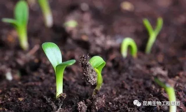 復(fù)合微生物菌肥廠家直銷