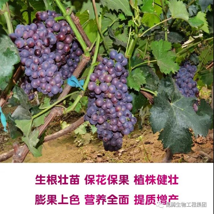 復(fù)合微生物菌劑廠家直銷